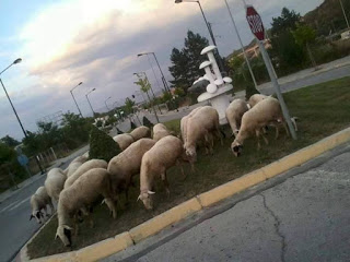 Πρόβατα βόσκουν στο γκαζόν στην είσοδο των Γρεβενών (Φώτο)