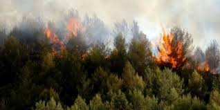 Πυρκαγιά σε πευκοδάσος στο χωριό Αιμιλιανός Γρεβενών