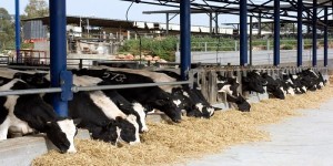 Πρώτη η Μακεδονία στις αγελαδοτροφικές μονάδες γαλακτοπαραγωγής