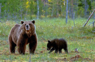 Αρκούδα με το μικρό της, στις Εστίες των ΤΕΙ Φλώρινας