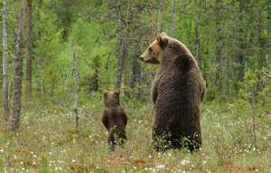 Αρκούδα επιτίθεται με πέτρα σε διερχόμενο οδηγό  στον δρόμο προς Βίγλα Φλωρινας