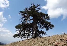 Στην Πίνδο το γηραιότερο δέντρο της Ευρώπης. Φύτρωσε το έτος 941