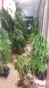 Εντοπίστηκε φυτεία -140- δενδρυλλίων κάνναβης σε περιοχή της Κοζάνης για την καλλιέργεια της οποίας συνελήφθη 43χρονος ημεδαπός