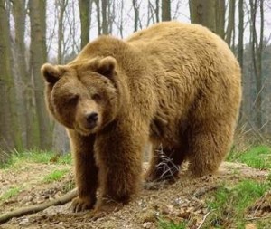 Βογατσικό: Οδηγός πήρε στο κατόπι …αρκούδα