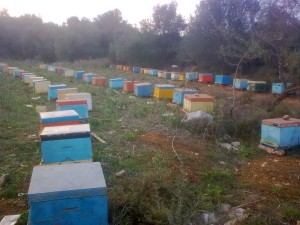Γρεβενά: Πωλούνται μελισσοσμήνη σε τιμή ευκαιρίας