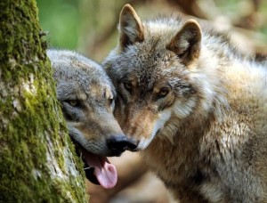 Αγέλες λύκων τρομοκρατούν κυνηγούς στην Ήπειρο
