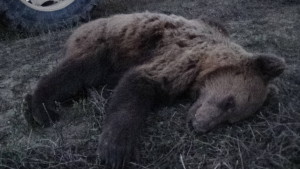 Ασυνείδητος κυνηγός σκότωσε αρκουδάκι ενός έτους στο χωριό Άγιος Γεώργιος Γρεβενών