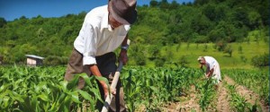 Αυξήσεις – σοκ για αγρότες και νέους επαγγελματίες από το 2017