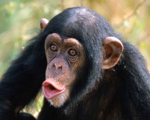 Μαϊμού το Γκάλοπ στα Γρεβενά. Προβληματισμός στην Τοπική Ν.Δ. «Φωτογραφίζουν» τον υποψήφιο…
