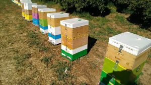 Π.Ε. Γρεβενών :«Προγράμματα της μελισσοκομίας για 2017-2019». Μέχρι 31 Δεκεμβρίου οι αιτήσεις για ένταξη σε πρόγραμμα.