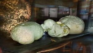 Μανιτάρι γίγας έξι κιλών βρέθηκε στο Δαφνερό Βοΐου!