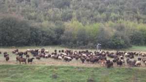 Π.Ε. Γρεβενών: Πληρωμές για κτηνοτρόφους απειλούμενων αυτοχθόνων φυλών ζώων