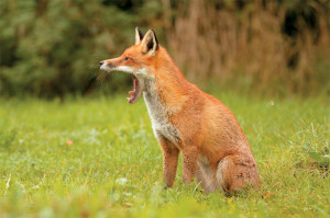 Τμήμα Κτηνιατρικής Γρεβενών: Εμβολιασμός των αλεπούδων από το στόμα κατά της Λύσσας