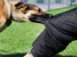 Επίθεση αδέσποτων σκύλων μέσα στην πόλη των Γρεβενών