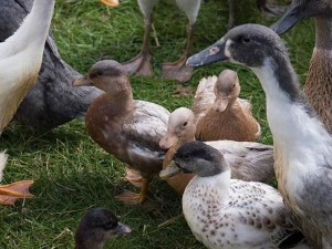 Συναγερμός στα Βαλκάνια για τη γρίπη των πτηνών που έφτασε στον Έβρο