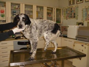 Γρεβενά: Χειρουργημένο σκυλί χρειάζεται τη βοήθειά μας !!!