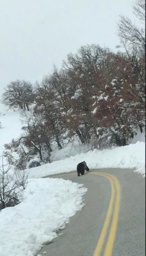 Αρκούδα κάνει βόλτα στη καρδιά του χειμώνα στις Κυδωνιές Γρεβενών