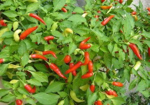 Με την κατανάλωση καυτερής κόκκινης πιπεριάς μπορεί να ζήσετε περισσότερο…