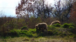 Δύο αρκούδες έκαναν βόλτες στα Γρεβενά (φωτογραφίες)