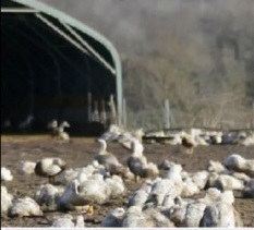 Κοζάνη: Επιβεβαιωμένο κρούσμα Γρίπης των Πτηνών. 150 νεκρά πτηνά στην Ακρινή Κοζάνης