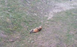 7 γάτες βρέθηκαν νεκρές μέσα σε δυο μέρες στην πόλη των Γρεβενών