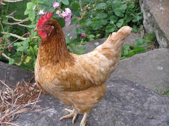 Η γρίπη των πτηνών ξεκλήρισε μονάδα πουλερικών στην Κοζάνη