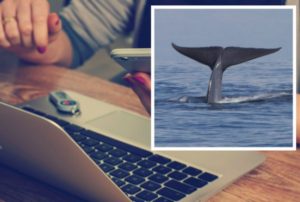 Η Διεύθυνση Δίωξης Ηλεκτρονικού Εγκλήματος της Ελληνικής Αστυνομίας ενημερώνει τους πολίτες σχετικά με το διαδικτυακό φαινόμενο « Blue Whale Challenge »