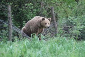 Αποκεντρωμένη Διοίκηση Ηπείρου – Δυτ. Μακεδονίας: Λήψη προληπτικών μέτρων για την αποφυγή αλληλεπίδρασης ανθρώπου αρκούδας