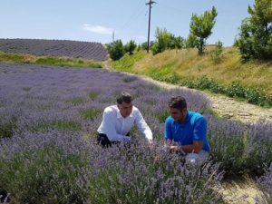 Ο αντιπεριφερειάρχης Ε. Σημανδράκος και ο περιφερειακός σύμβουλος Γ. Γιαννόπουλος βρέθηκαν σε καλλιέργειες λεβάντας.Μια πολλά υποσχόμενη καλλιέργεια