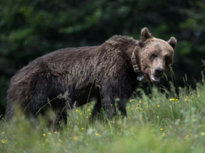 Αρσενική αρκούδα πήδηξε την περίφραξη για να βρεθεί με τα θηλυκά του «Αρκτούρου»