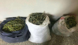 Δυτική Μακεδονία: Και μετά την λαθραία υλοτομία, στο στόχαστρο τα αρωματικά φυτά! 2 συλλήψεις Αλβανών με 25 κιλά τσάι του βουνού