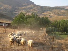 Έκτακτη ενίσχυση 10 ευρώ/ζώο για αιγοπροβατοτρόφους που δηλώνουν ως αγελαία μορφής την εκμετάλλευσή τους