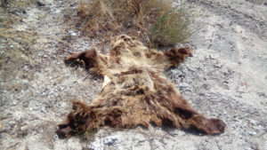 Η Ομάδα Άμεσης Επέμβασης του ΑΡΚΤΟΥΡΟΥ βρήκε κατεργασμένο δέρμα αρκούδας σε παραποτάμια περιοχή του Αλιάκμονα.Kατατέθηκε μήνυση κατά αγνώστων