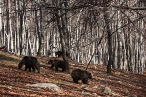 Επτά αρκούδες σώθηκαν… από την Πυρκαγιά της Σαμαρίνας