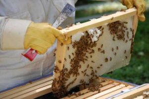 Κέντρο Μελισσοκομίας Δυτικής Μακεδονίας: Αντικατάσταση κυψελών για την εαρινή περίοδο