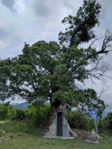 Δενδροκκλησιά Αγίου Παϊσίου: Ένα εκκλησάκι χτισμένο στο εσωτερικό ενός δέντρου στην Αγία Βαρβάρα Κόνιτσας