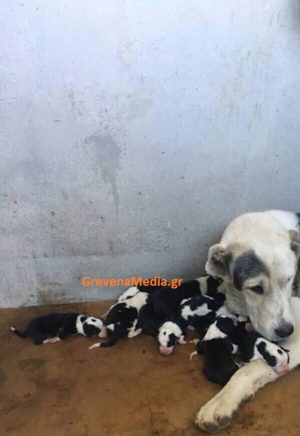 Σκυλίτσα στα Γρεβενά γένησε 18 κουταβάκια (Φωτογραφίες)