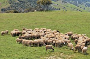 Εκδόθηκαν οι αναλυτικές καταστάσεις πληρωμής της δράσης Βιολογική Κτηνοτροφία για το νομό Γρεβενών
