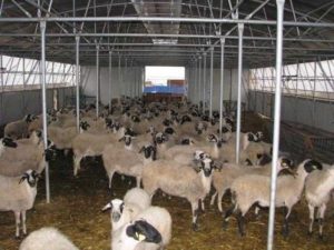 ΠΕ Γρεβενών: Ποια είναι η διαδικασία για την χορήγηση άδειας διατήρησης κτηνοτροφικών εγκαταστάσεων