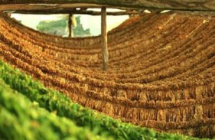 ΠΕ Γρεβενών: Αναρτήθηκαν οι καταστάσεις πληρωμής 2016-«Αμειψισπορά με ξηρικές καλλιέργειες σε καπνοπαραγωγικές περιοχές». Τρέχουν οι ενστάσεις