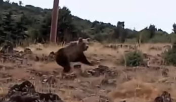 Καστοριά:Το βίντεο που κάνει το γύρο του διαδικτύου. Έβγαλε βόλτα τον σκύλο του και είδε τις αρκούδες μπροστά! Τι λέει ο ίδιος για το συμβάν