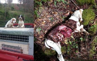 Γρεβενά: Θανατηφόρα επίθεση λύκων σε κυνηγόσκυλο