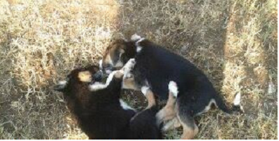 Μεγάλο Σειρήνι:Καταγγελία συμπολίτισσάς μας ότι δηλητηρίασαν τα σκυλάκια που είχε στην αυλή του σπιτιού της
