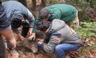 Επιχείρηση απεγκλωβισμού αρκούδας από παράνομη παγίδα για αγριογούρουνα