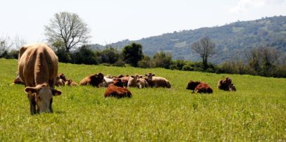 Π.Ε. Γρεβενών: Πιστώθηκαν οι λογαριασμοί των δικαιούχων για την Βιολογική Κτηνοτροφία έτους 2016