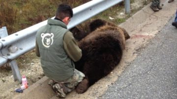 Μέτρα προστασίας για την καφέ αρκούδα από την Εγνατία Οδό