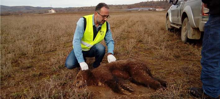 Καστοριά: Δηλητηρίασαν μικρό αρκουδάκι