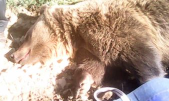 ΚΑΛΛΙΣΤΩ: Για το τροχαίο με αρκούδα στον Αετό Αμυνταίου (φωτογραφίες)