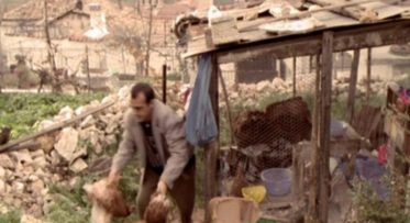 Κότες… και κοτόπουλα… έκλεψαν άγνωστοι χθες το βράδυ στην πόλη των Γρεβενών