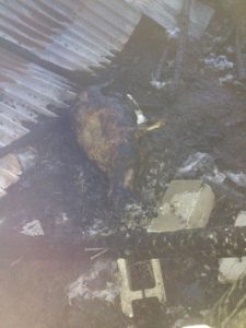 Πυρκαγιά κατέστρεψε ολοσχερώς στάβλο στο Νεοχώρι. Κάηκαν 180 μικρά ζώα (βίντεο-φωτογραφίες)